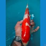Kohaku inazuma SQ Original 32cm