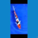 sanke doitsu 33 cm 