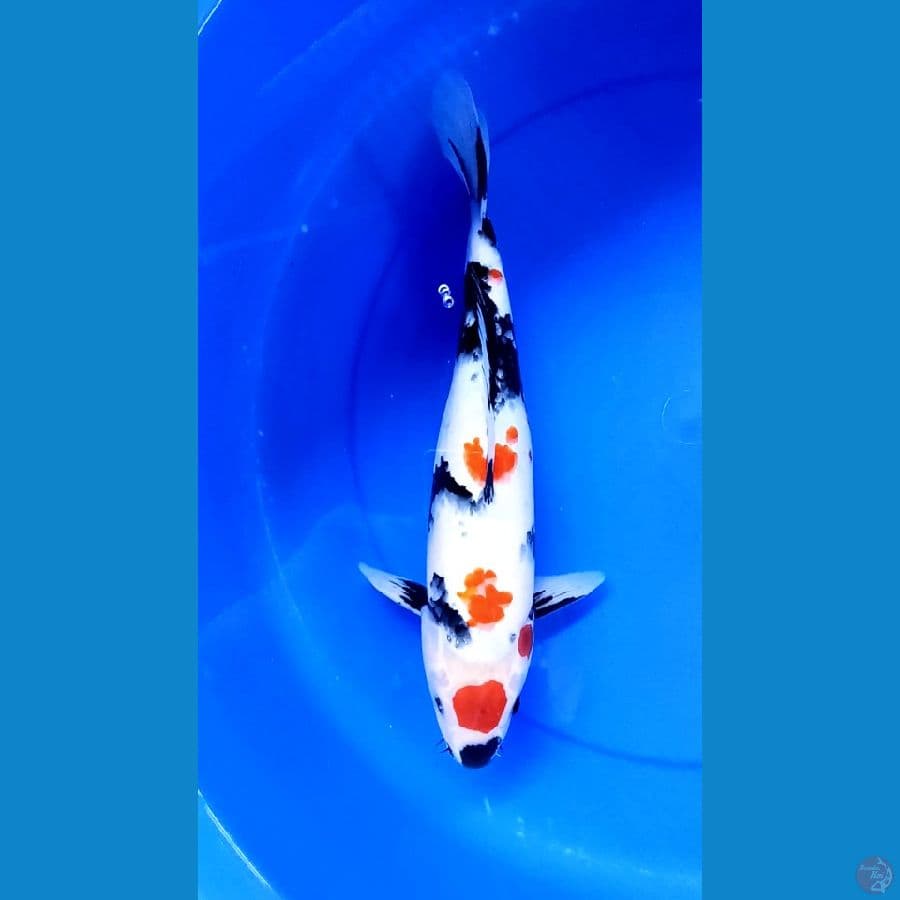 Kindai showa 37cm