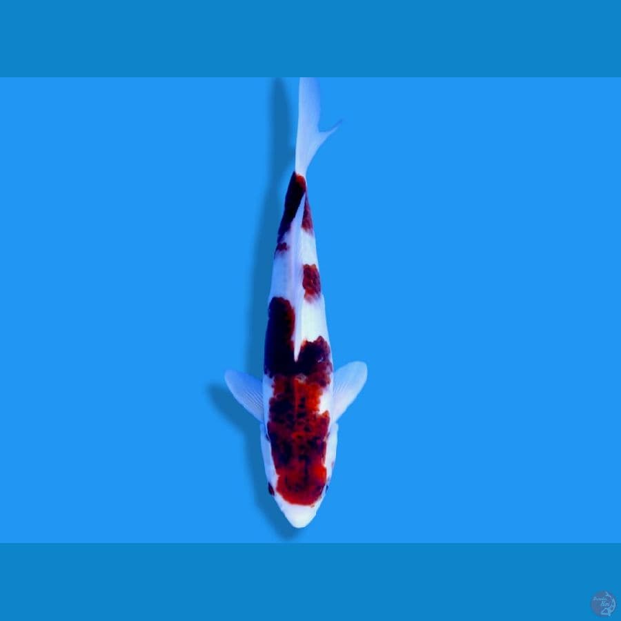 34cm