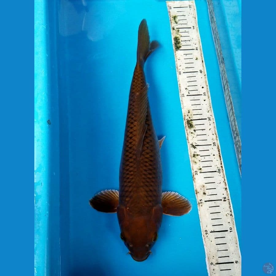 CHAGOI 42 CM