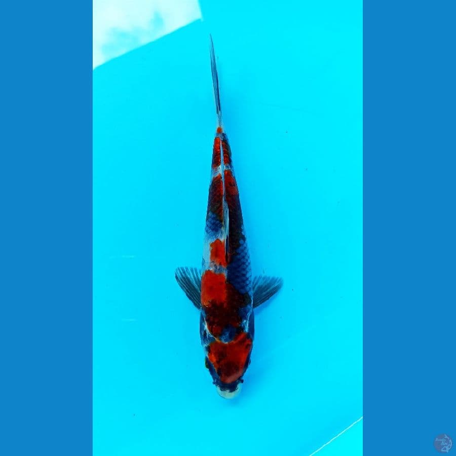 goshiki 17cm