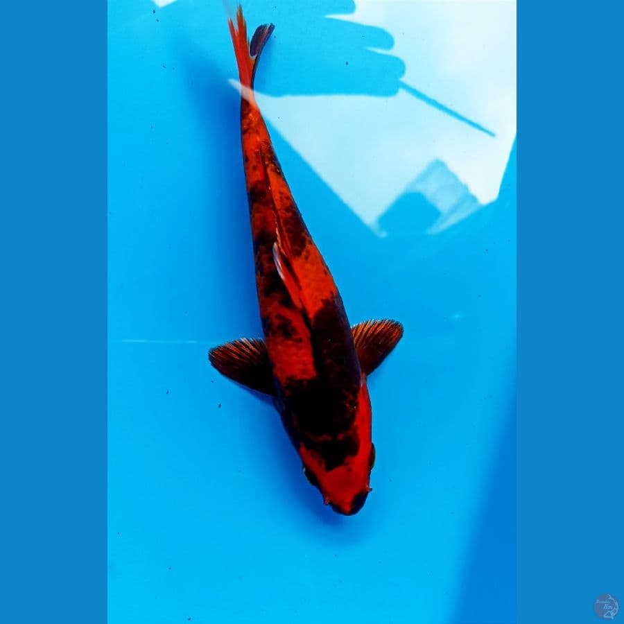 hi utsuri 17cm