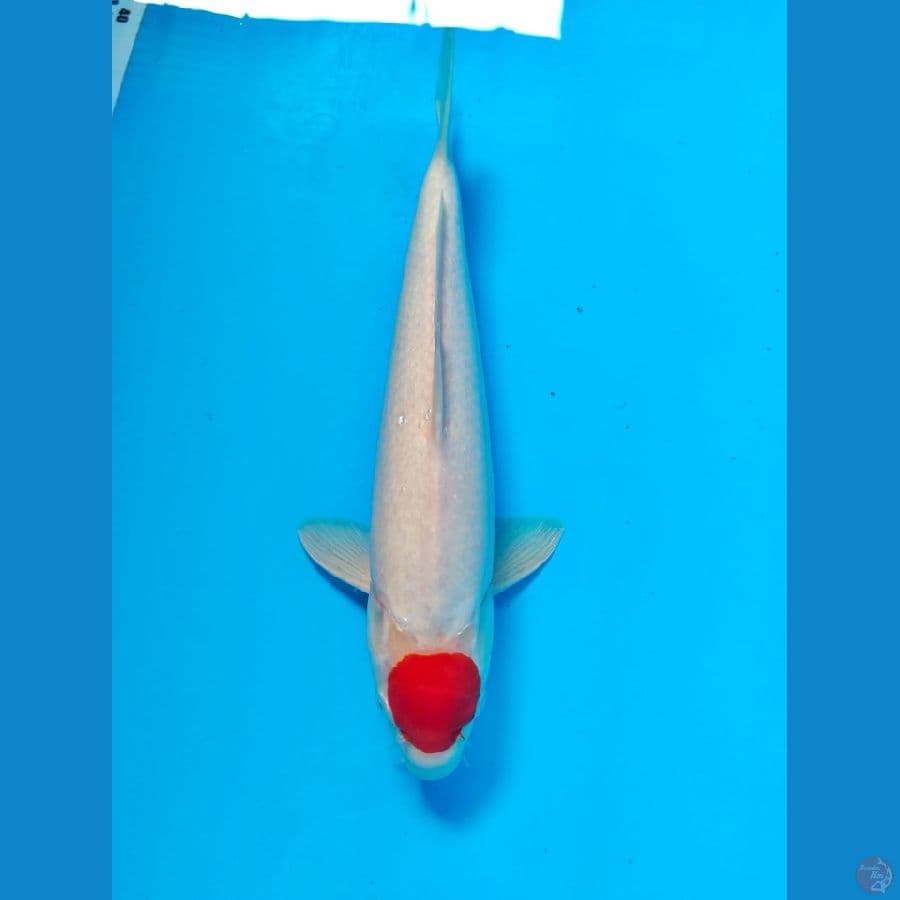 tanco kohaku male 32cm 