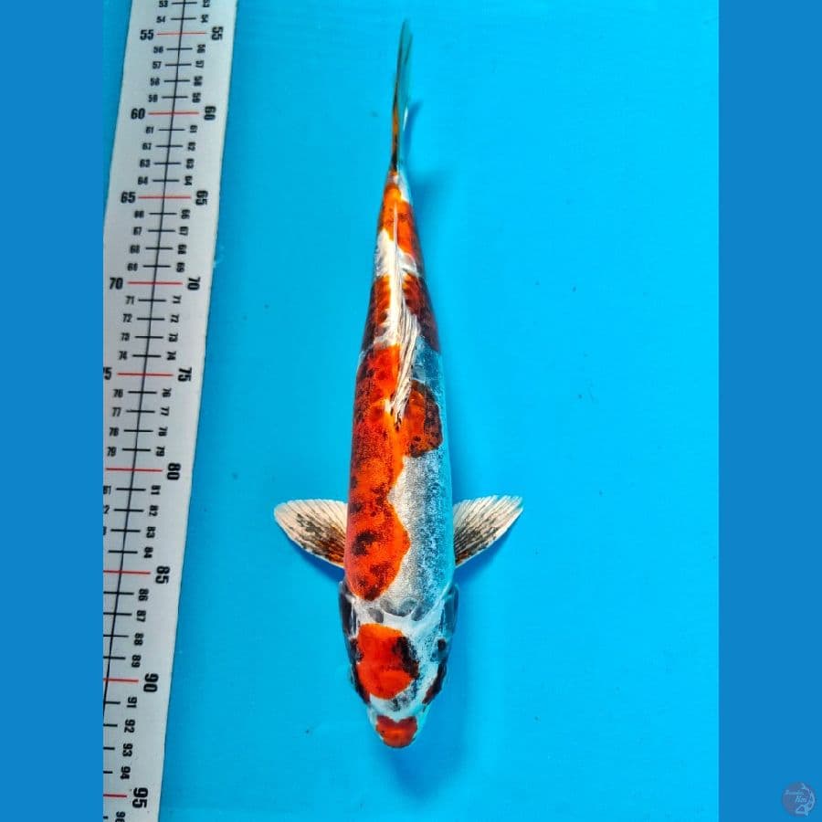 kiko 33cm