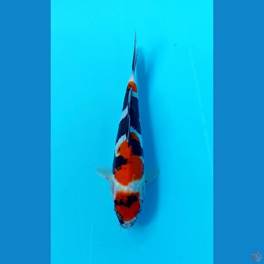 maruten showa doit 20cm