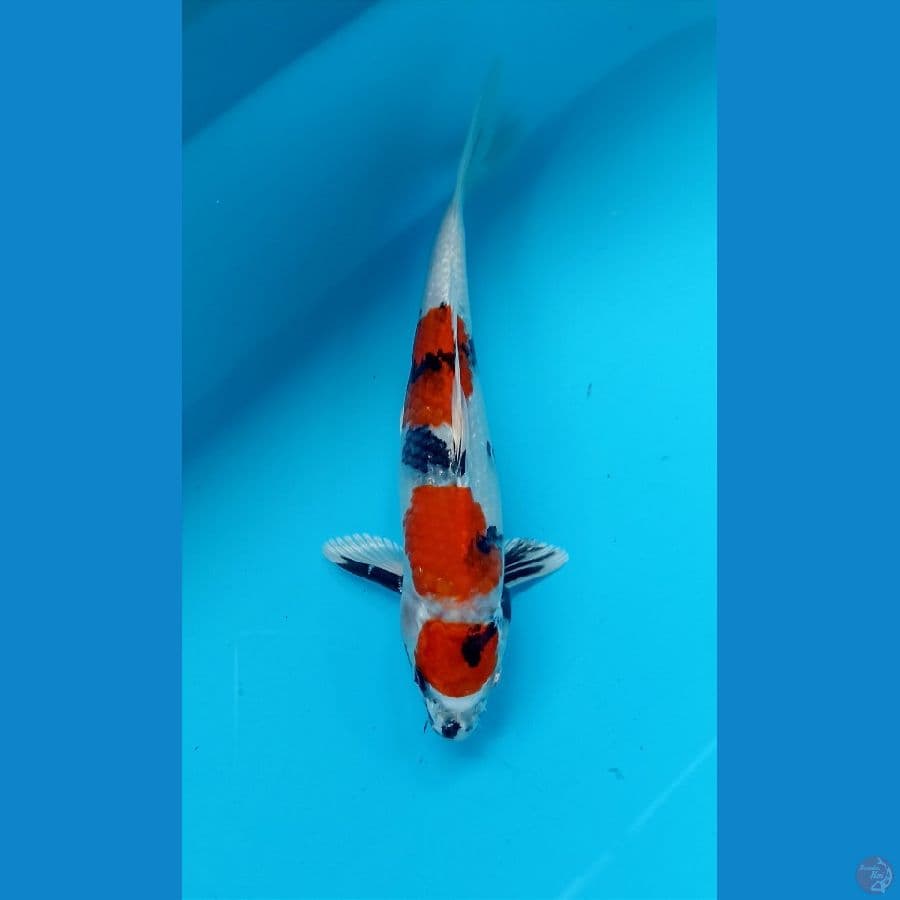 showa hikari 23cm