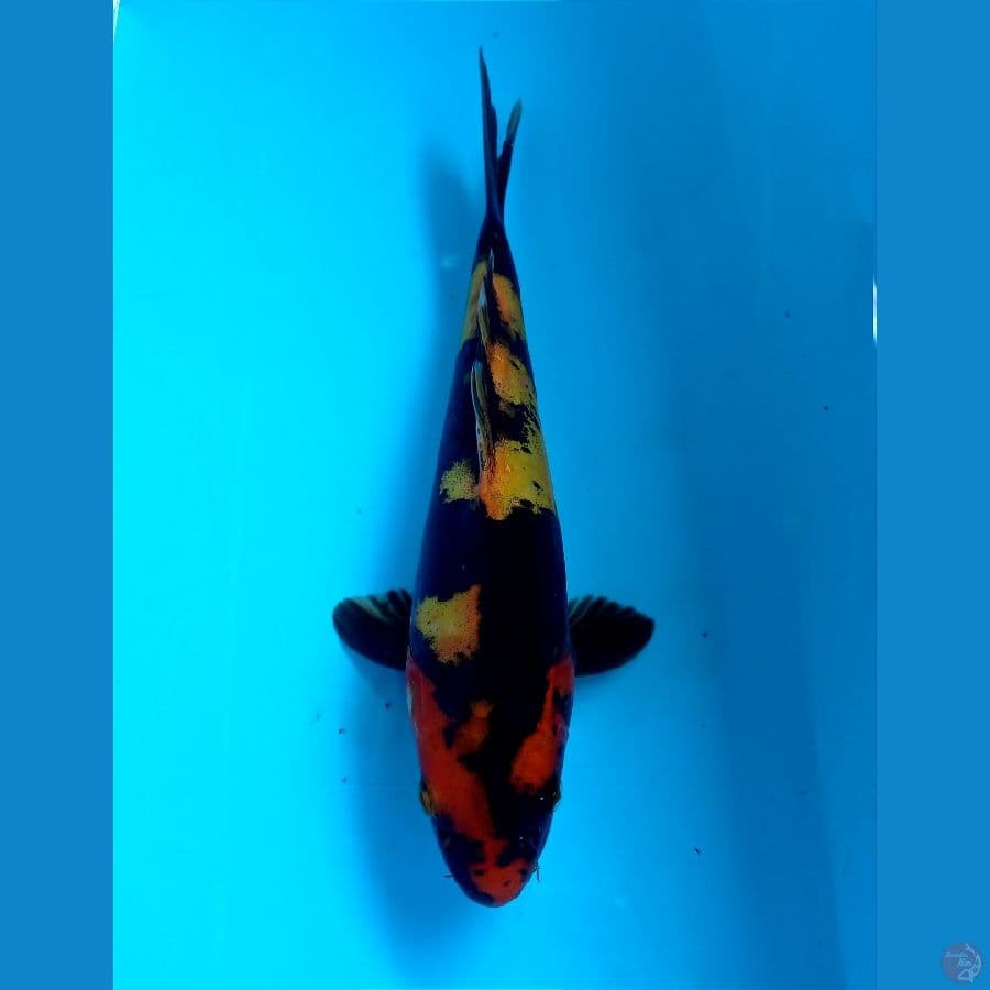 hiu doit 24 cm