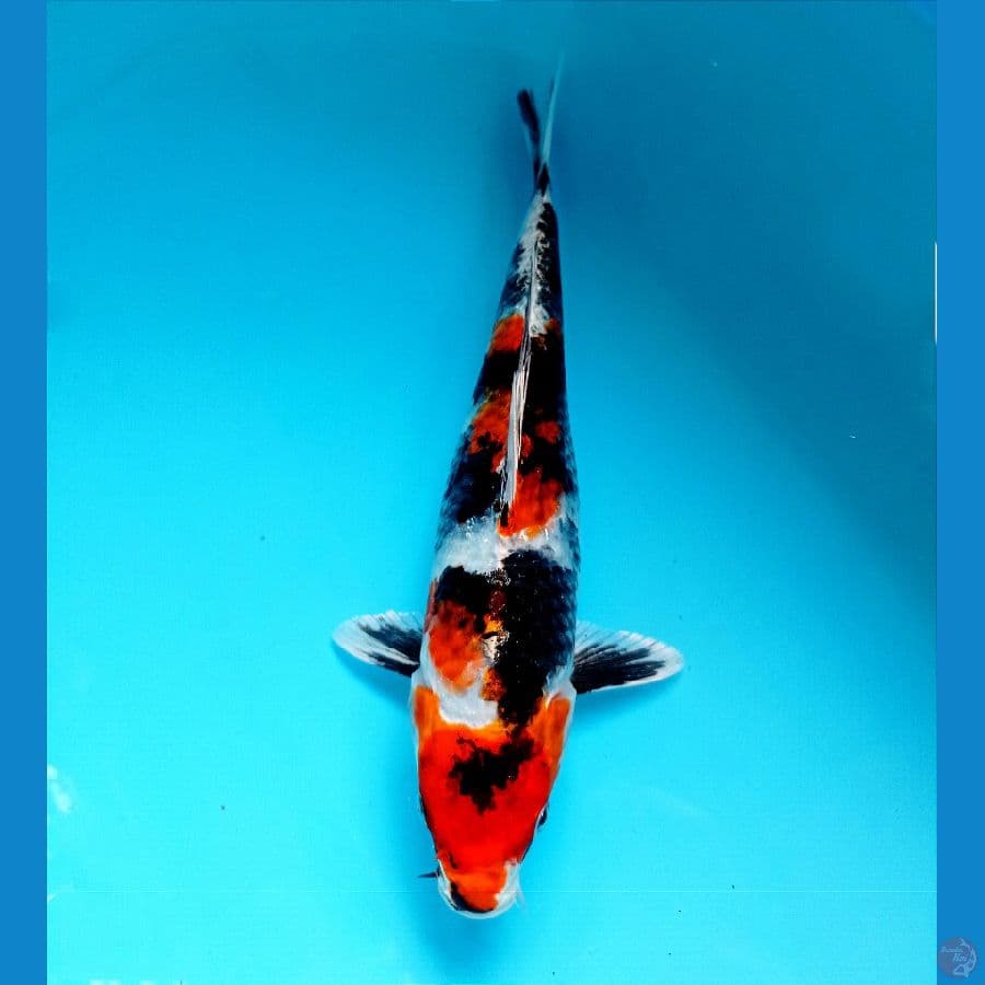 showa hikari 26 cm