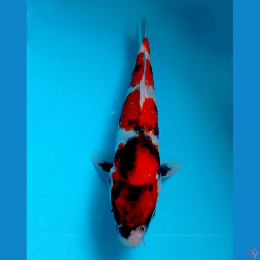 showa 26 cm