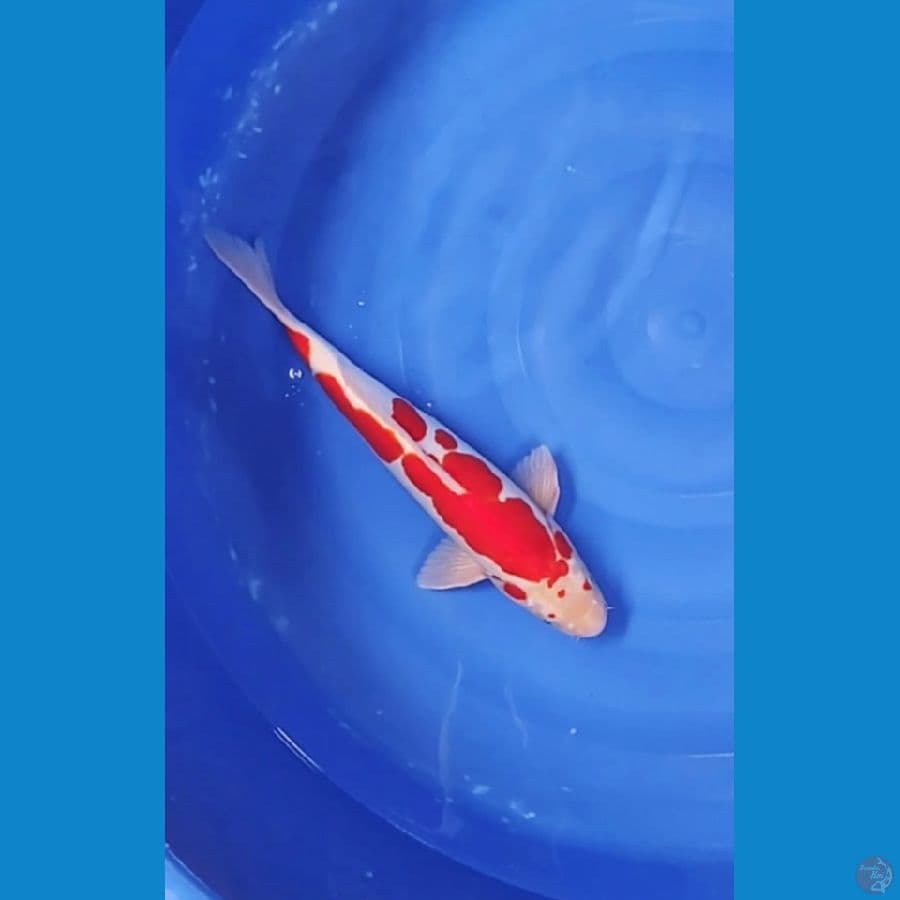 36 CM ~ DOITSU KOHAKI SAKURA