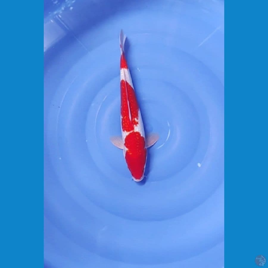 35 CM ~ KOHAKU STEP 3