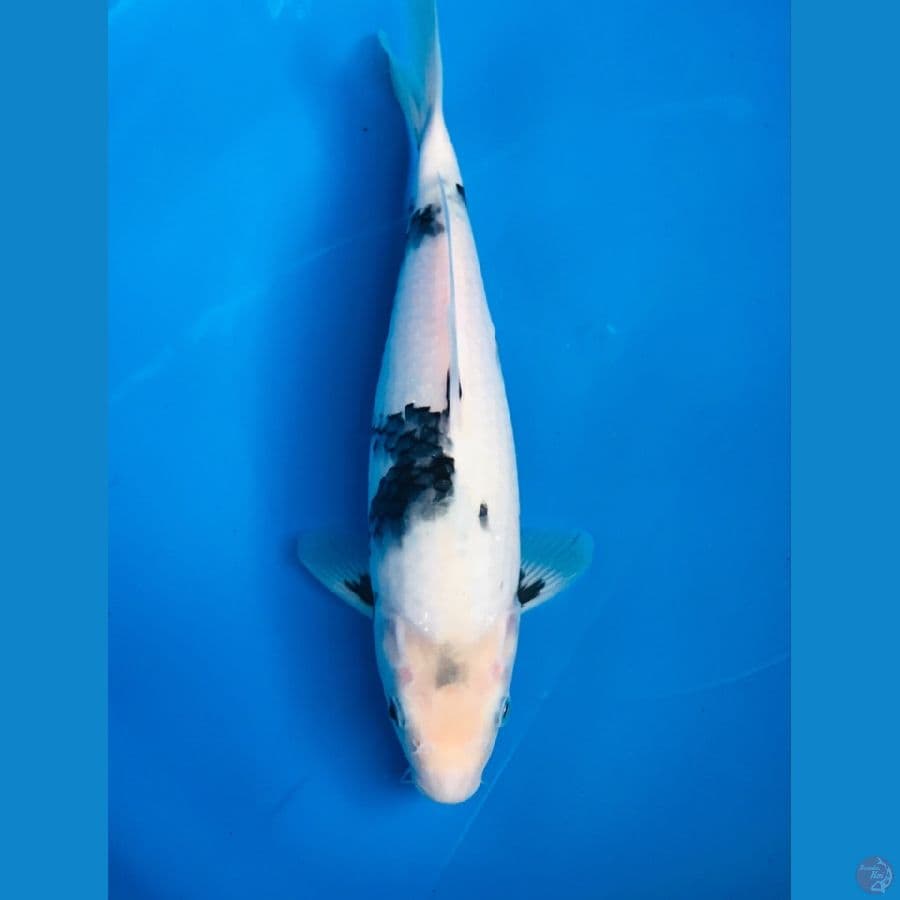 shiro 30cm
