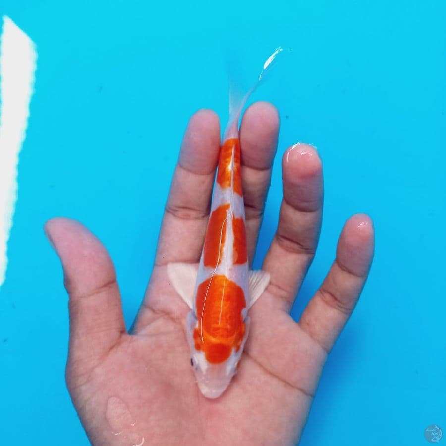 *MINI KIKUSHUI//15 CM*