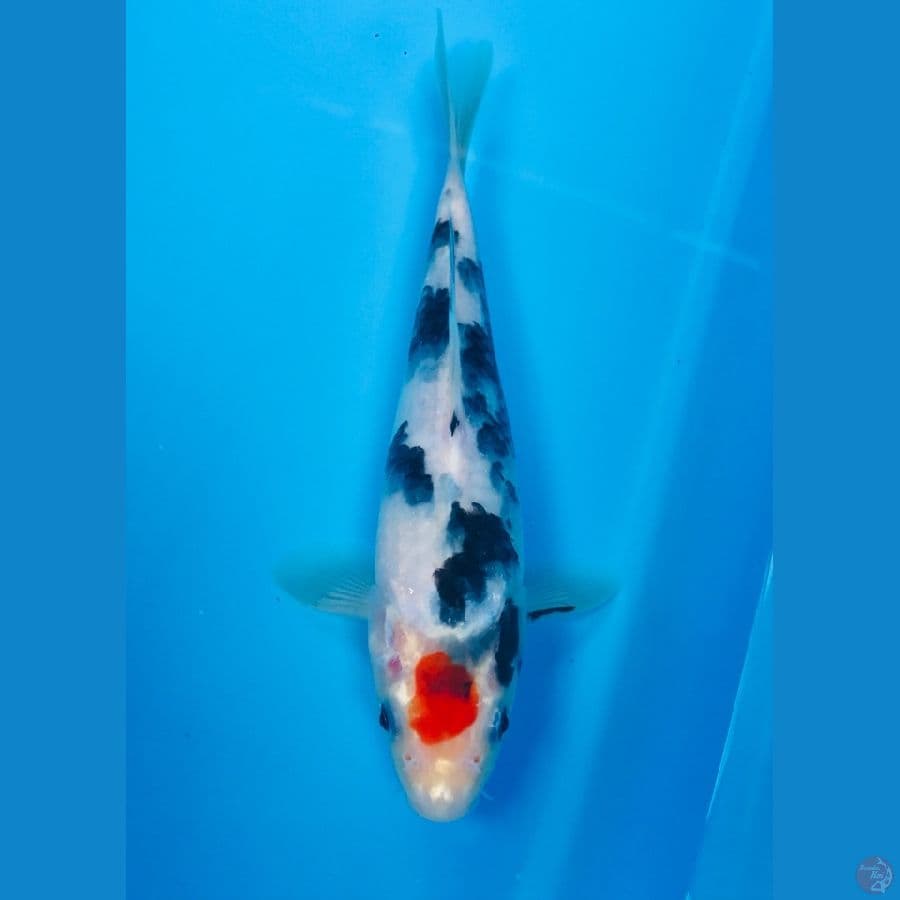 tancho showa 20cm