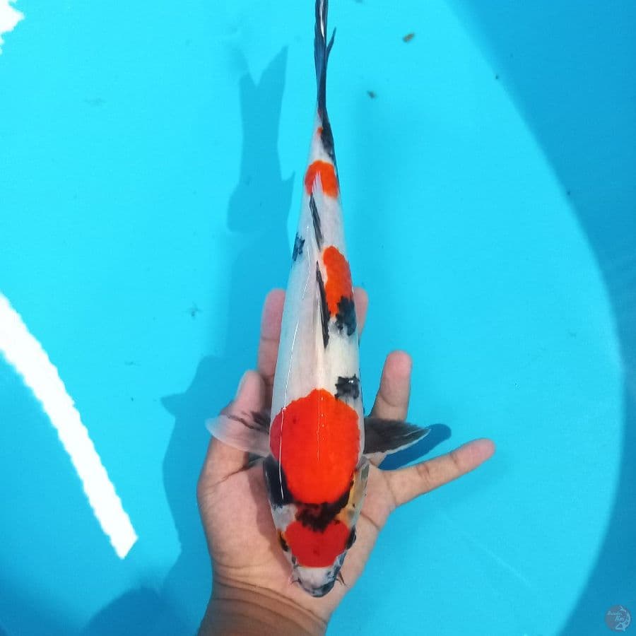 *SHOWA//32 CM*