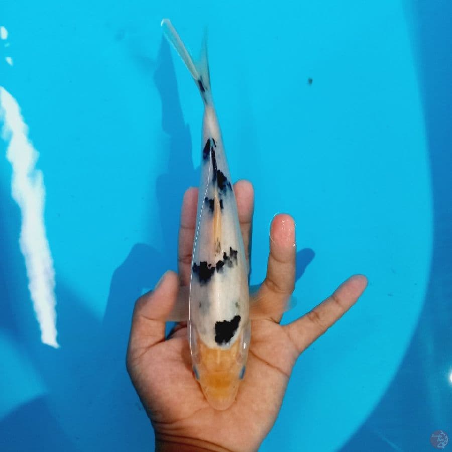 *SHIRO BEKKO// 26 CM*