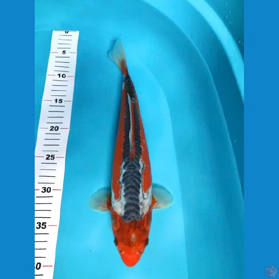 36cm merah strong, FM