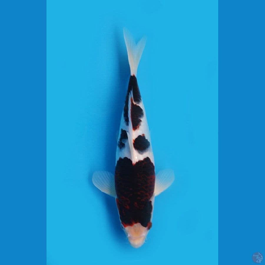 ~Budo Goromo / F 31cm~®