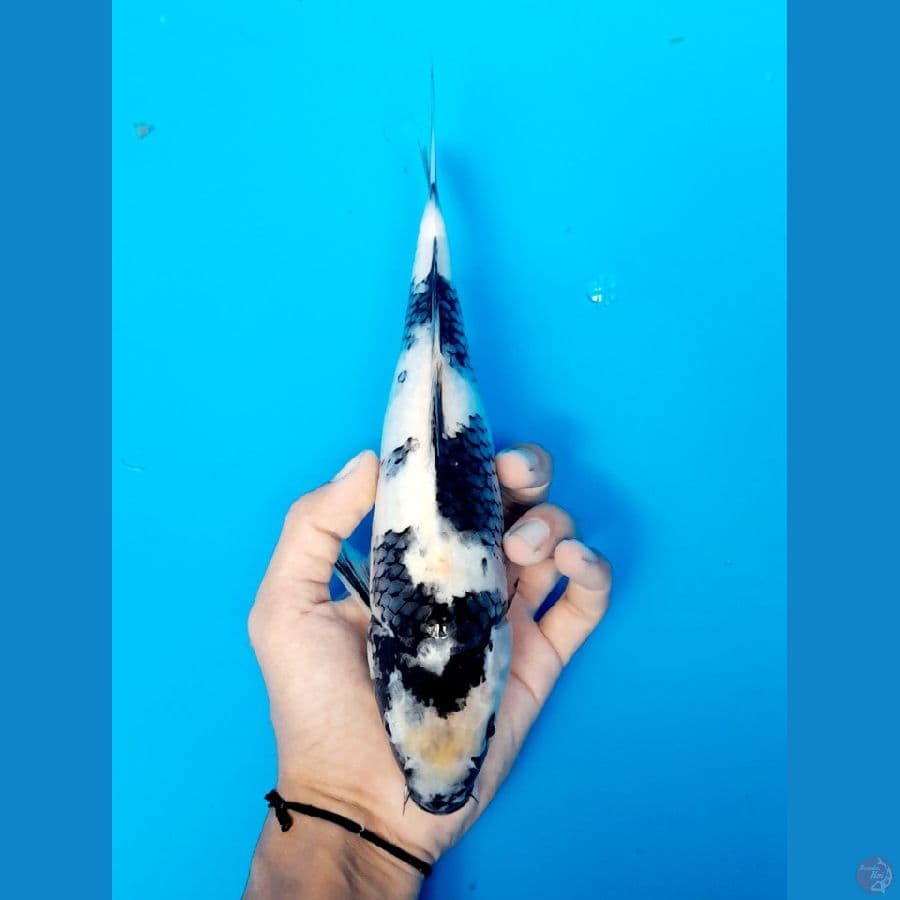 shiro 27cm