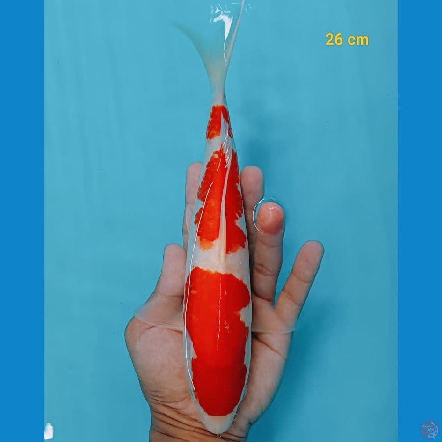 SQ kohaku 26 cm