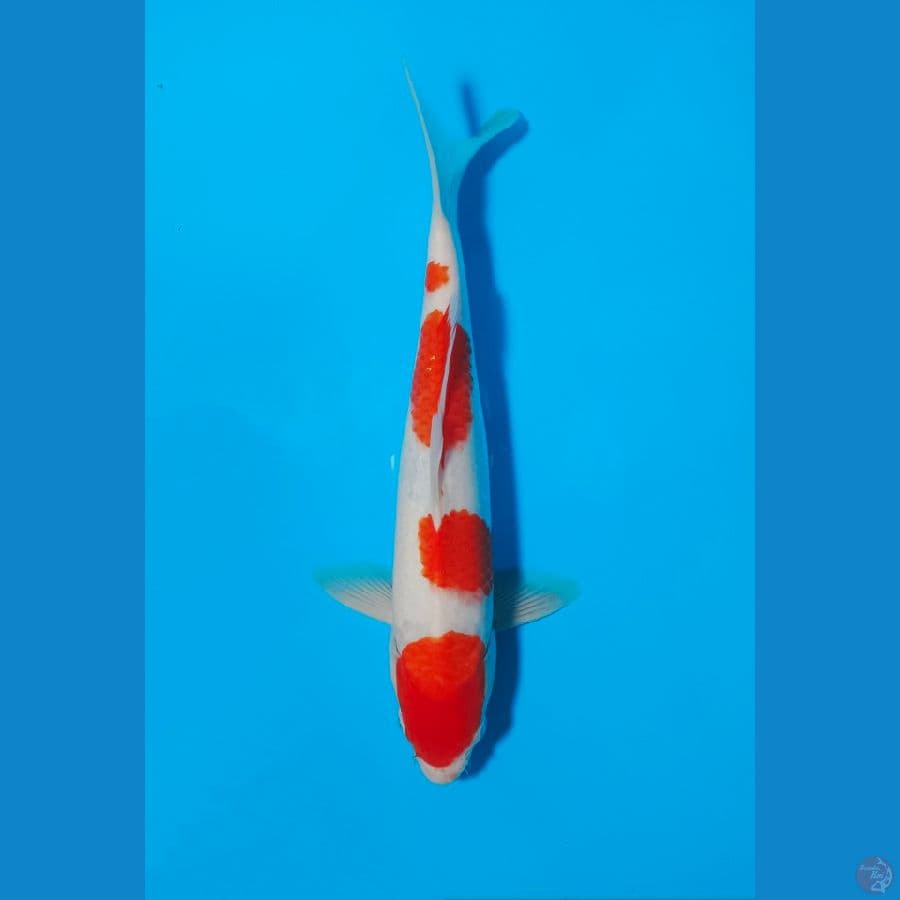 KOHAKU 33CM