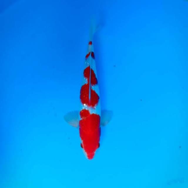Kohaku Ginrin