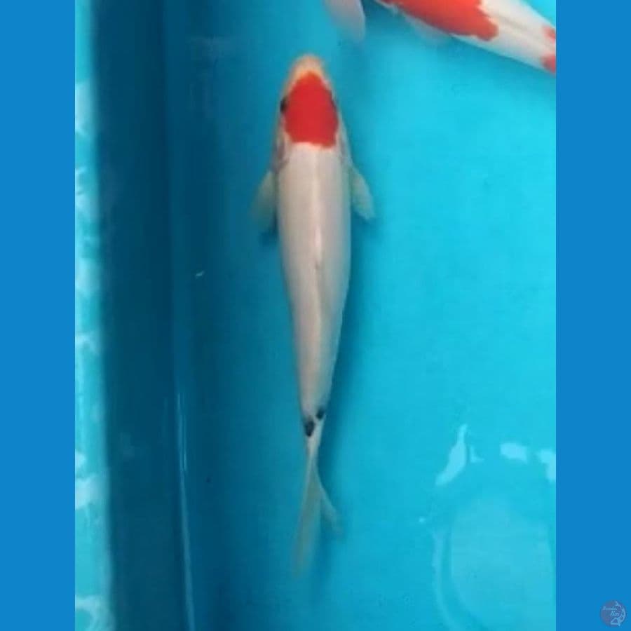 tancho 22cm