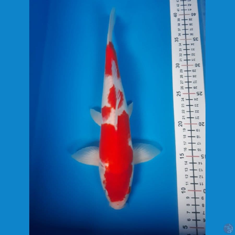 kohaku M 32