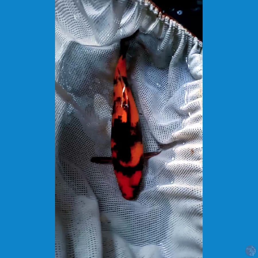 HIUTSURI tembus perut 30cm