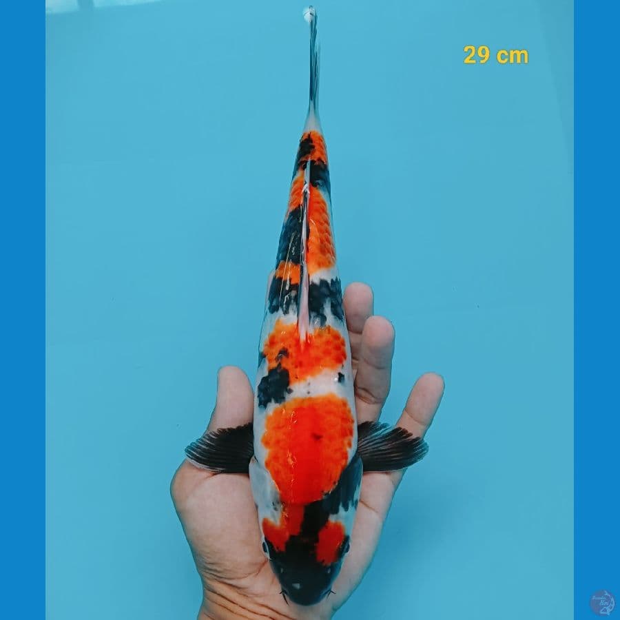SQ maruten original male 29 cm