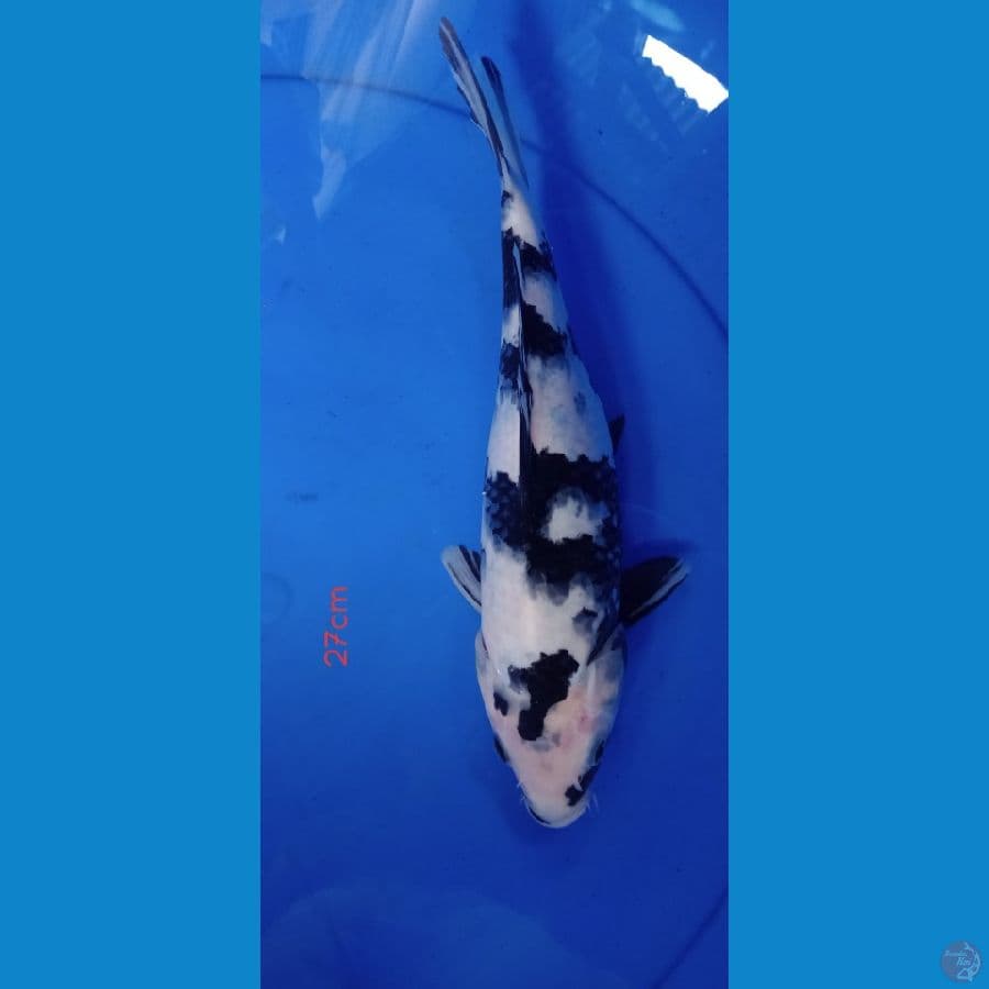 HQ shiro 27cm