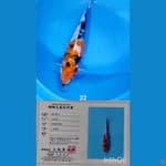 SHOWA MARUSEI