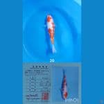 KOHAKU MATSUE CEPLOK