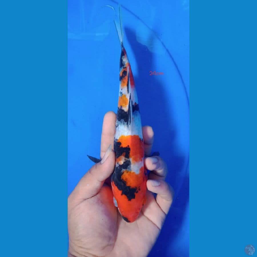 bahan ancaman 24cm
