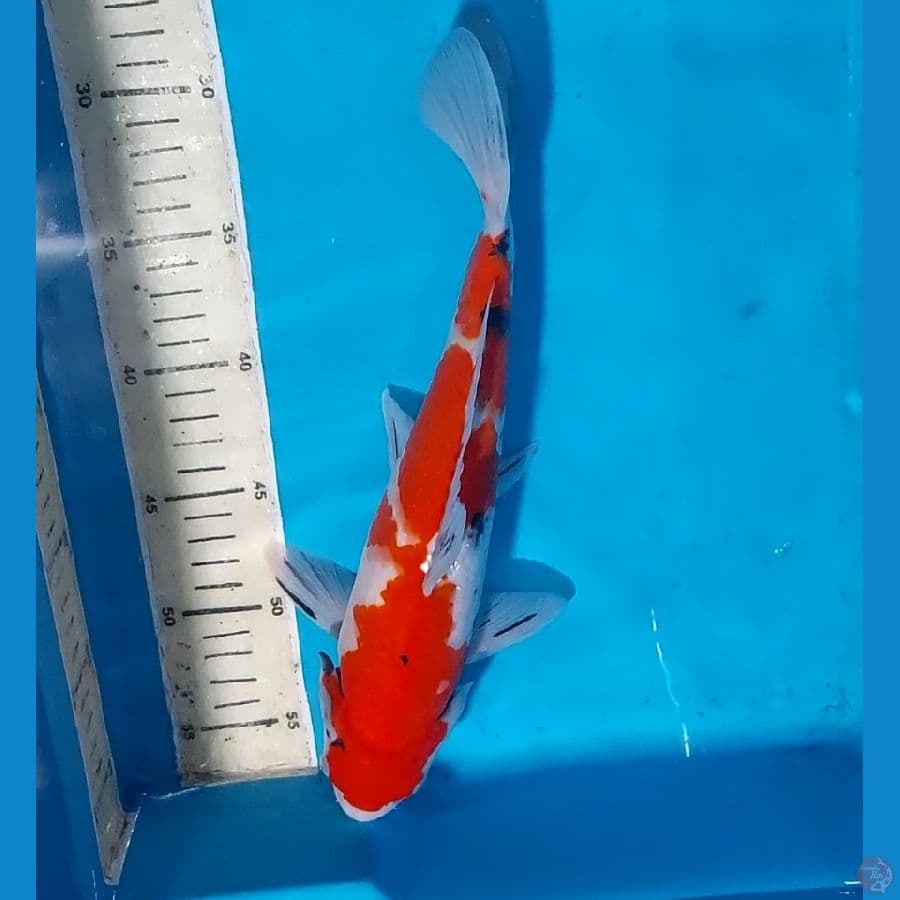 SANKE 30 CM