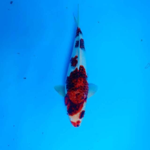 Budo Goromo