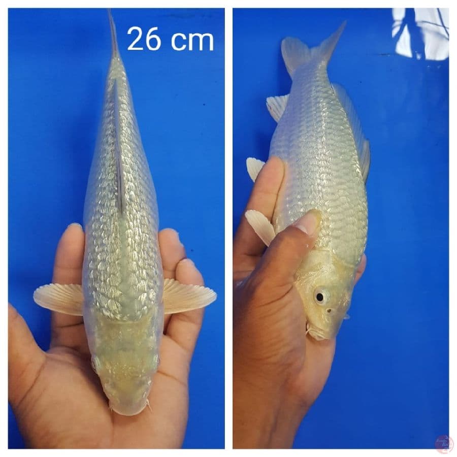 SORAGOI GONRIN 26 CM