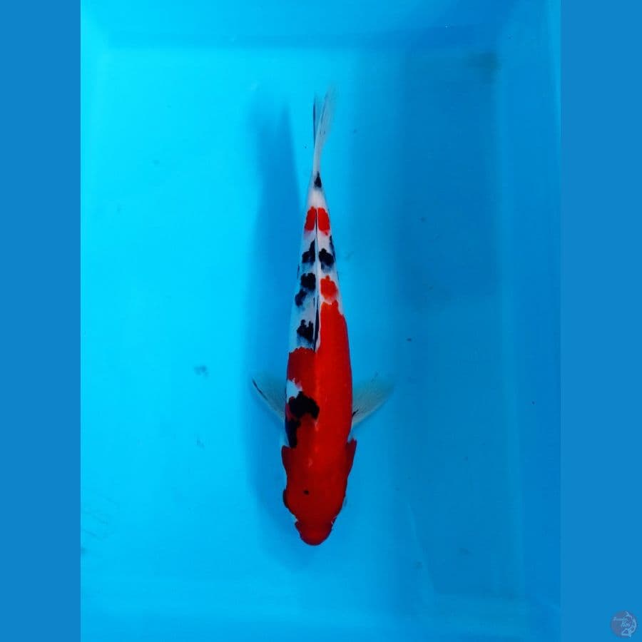 SANKE 30CM MALE