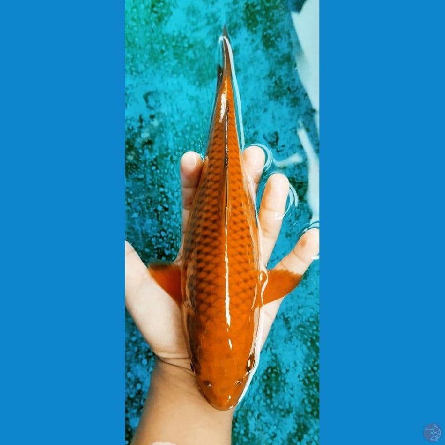 chagoi tembaga