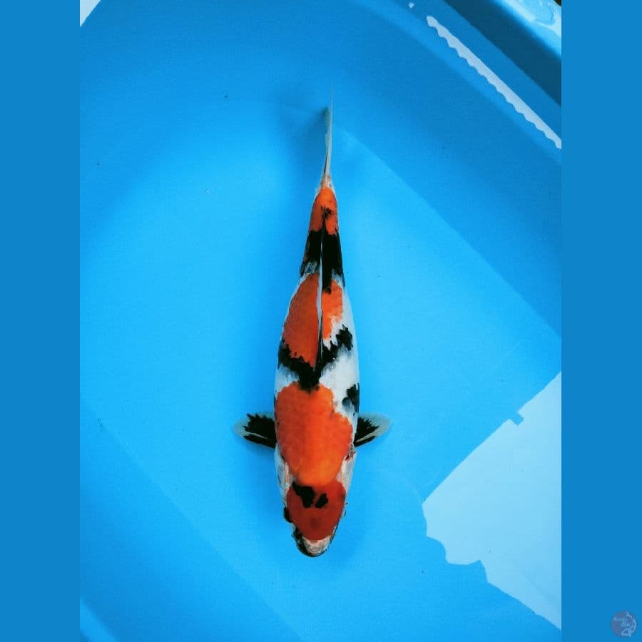 Showa 38cm