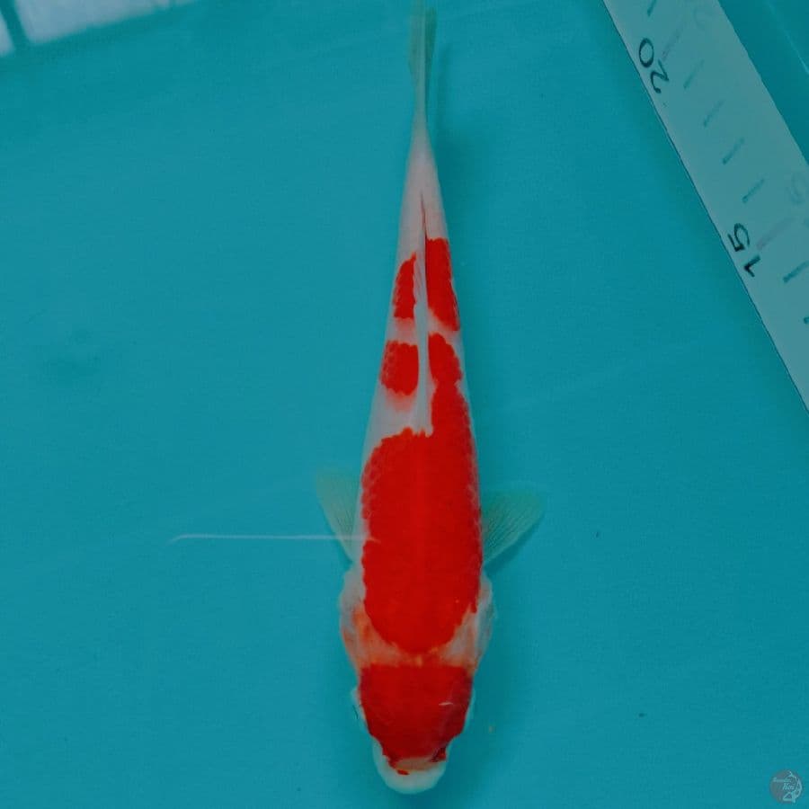 Minion Kohaku HQ 18CM