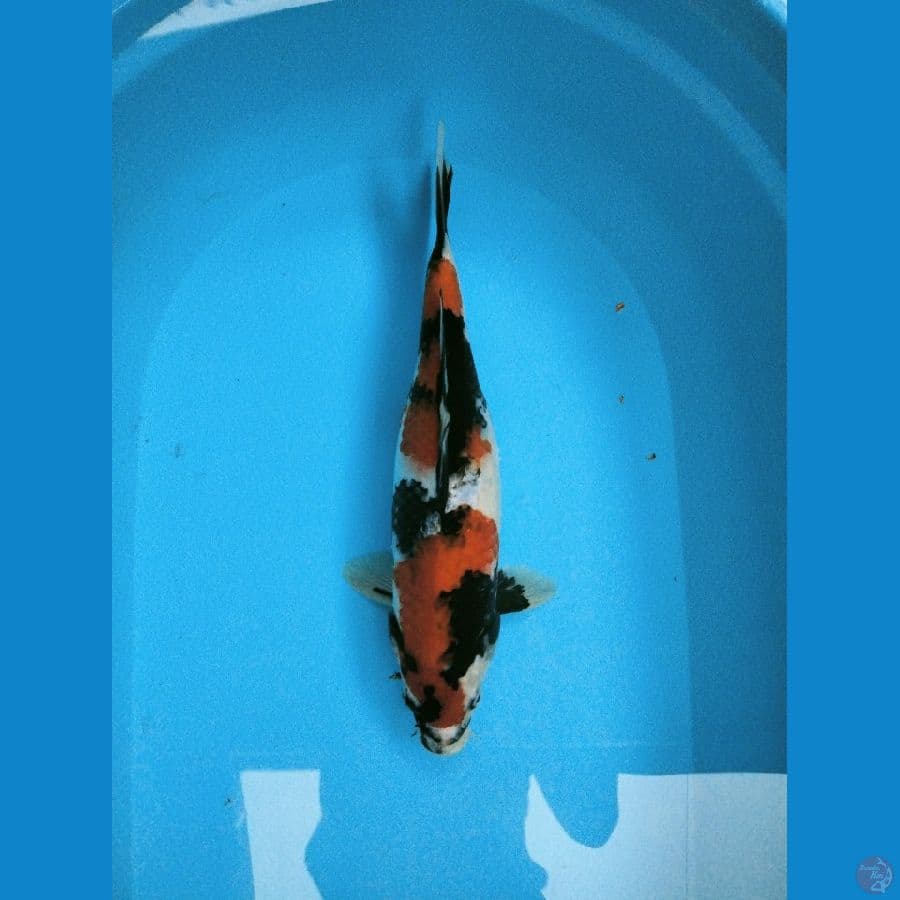 Showa 37cm