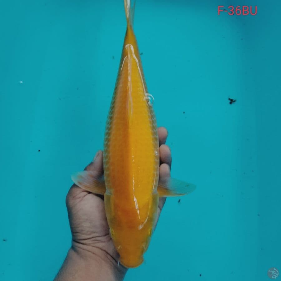 KARASHI F-36BU