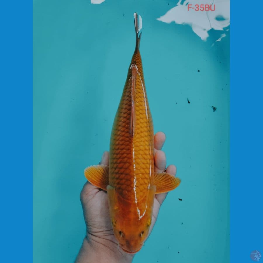 CARAMEL F-35BU