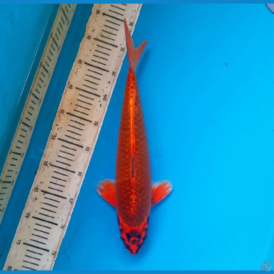Kawarimono 40cm Male