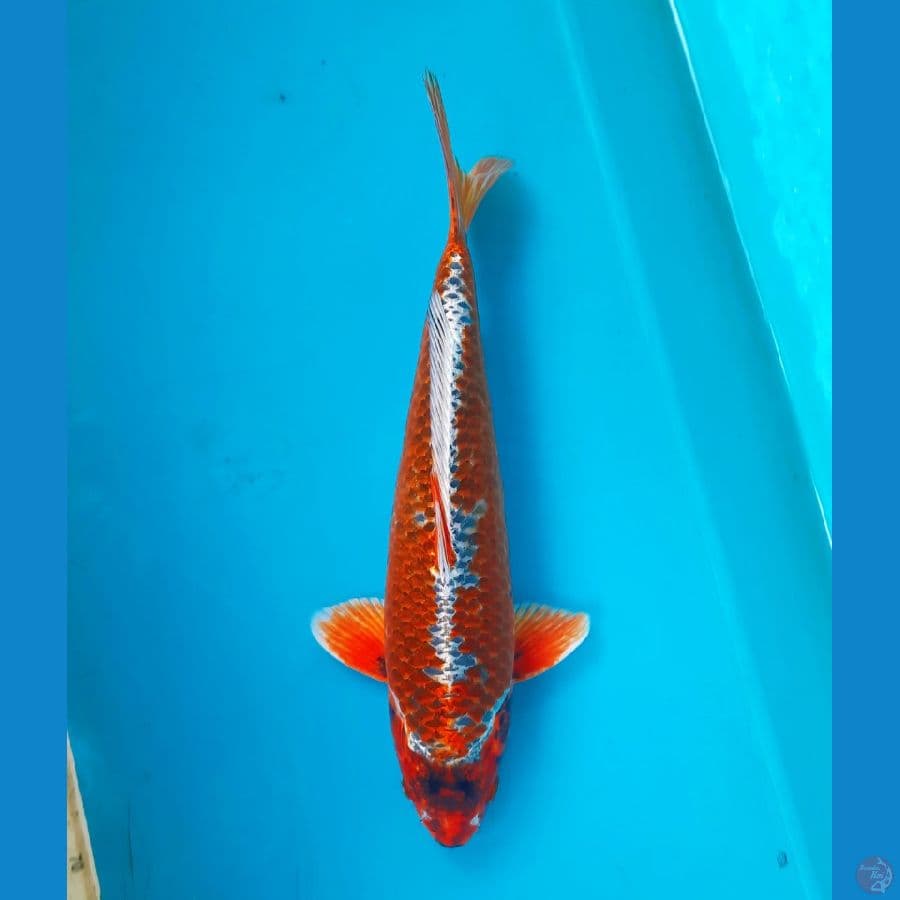 Beni gingga 39cm Male