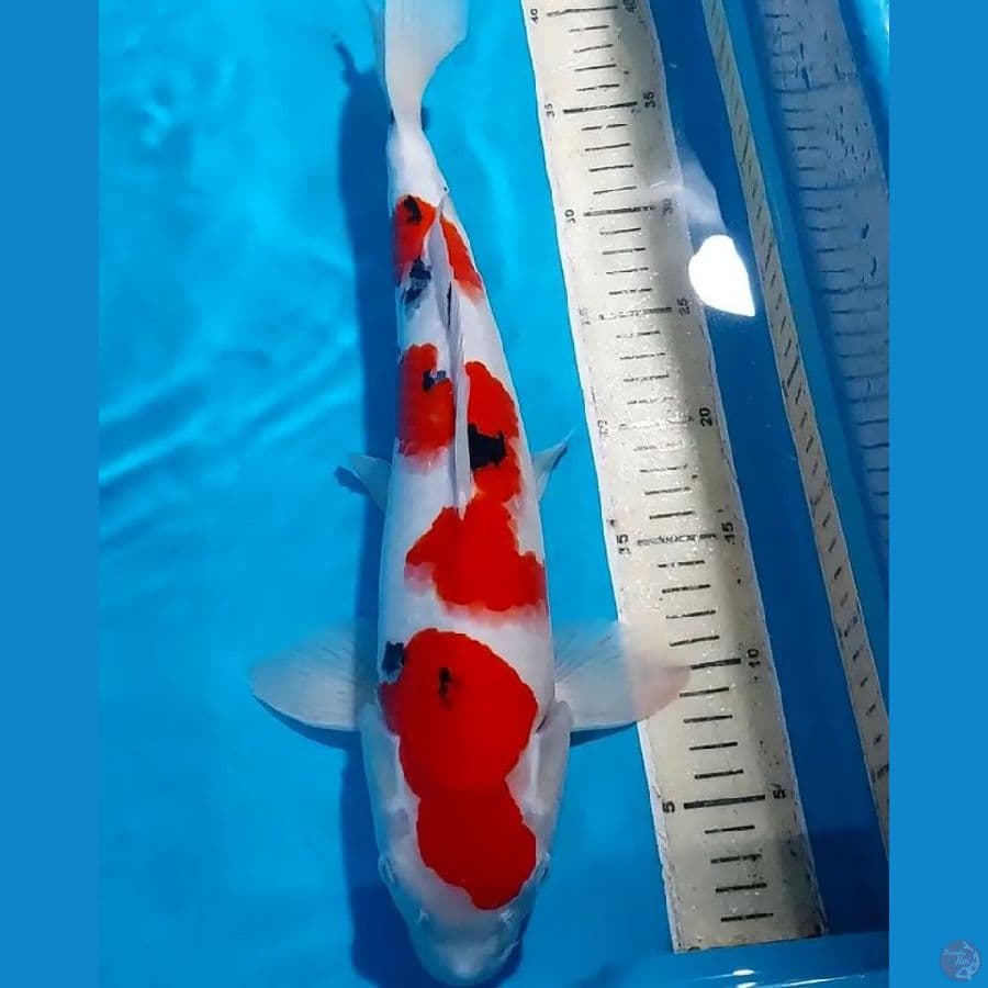 SANKE 40 CM SHOW QUALITY