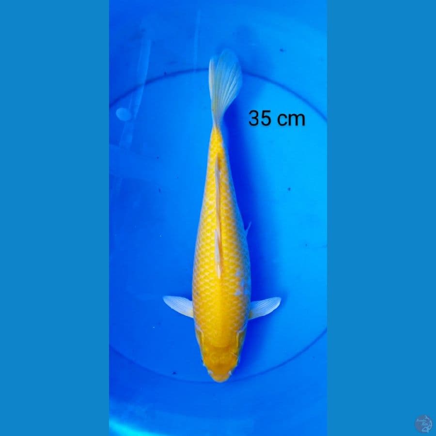 karashi mata merah punuk 35 cm