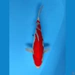 KOHAKU 35Cm 